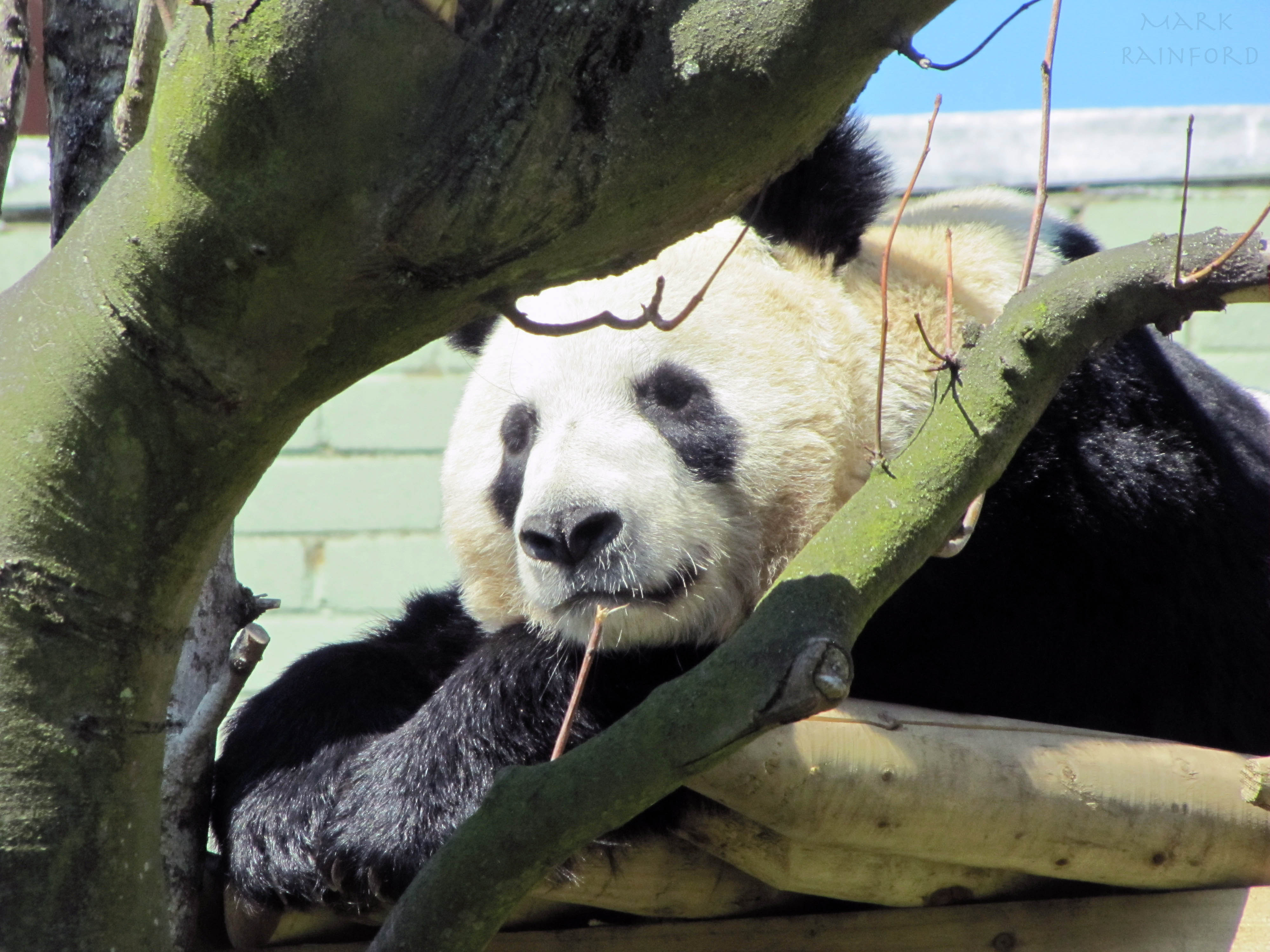 Edinburgh Zoo - Panda