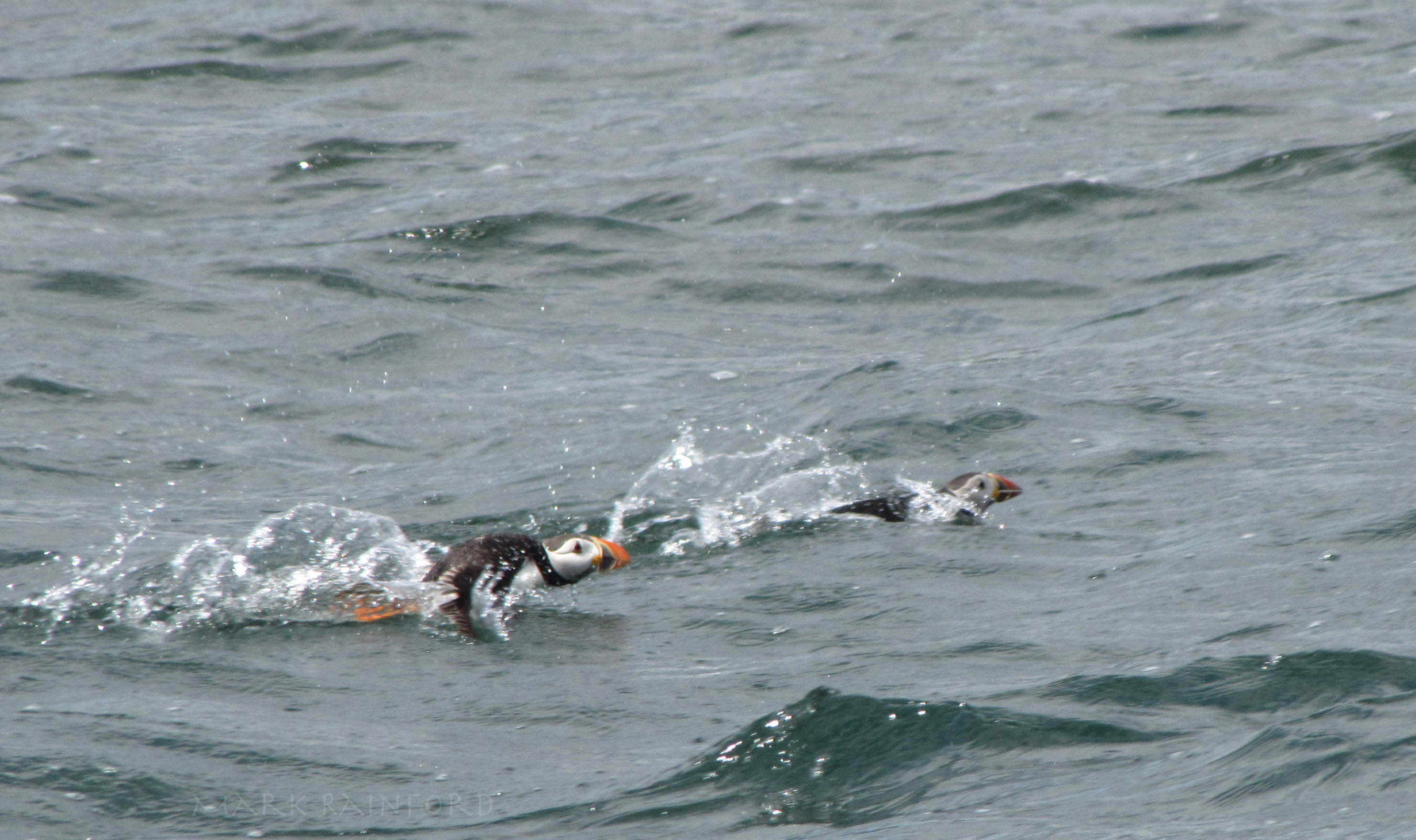 Firth Of Forth Puffins