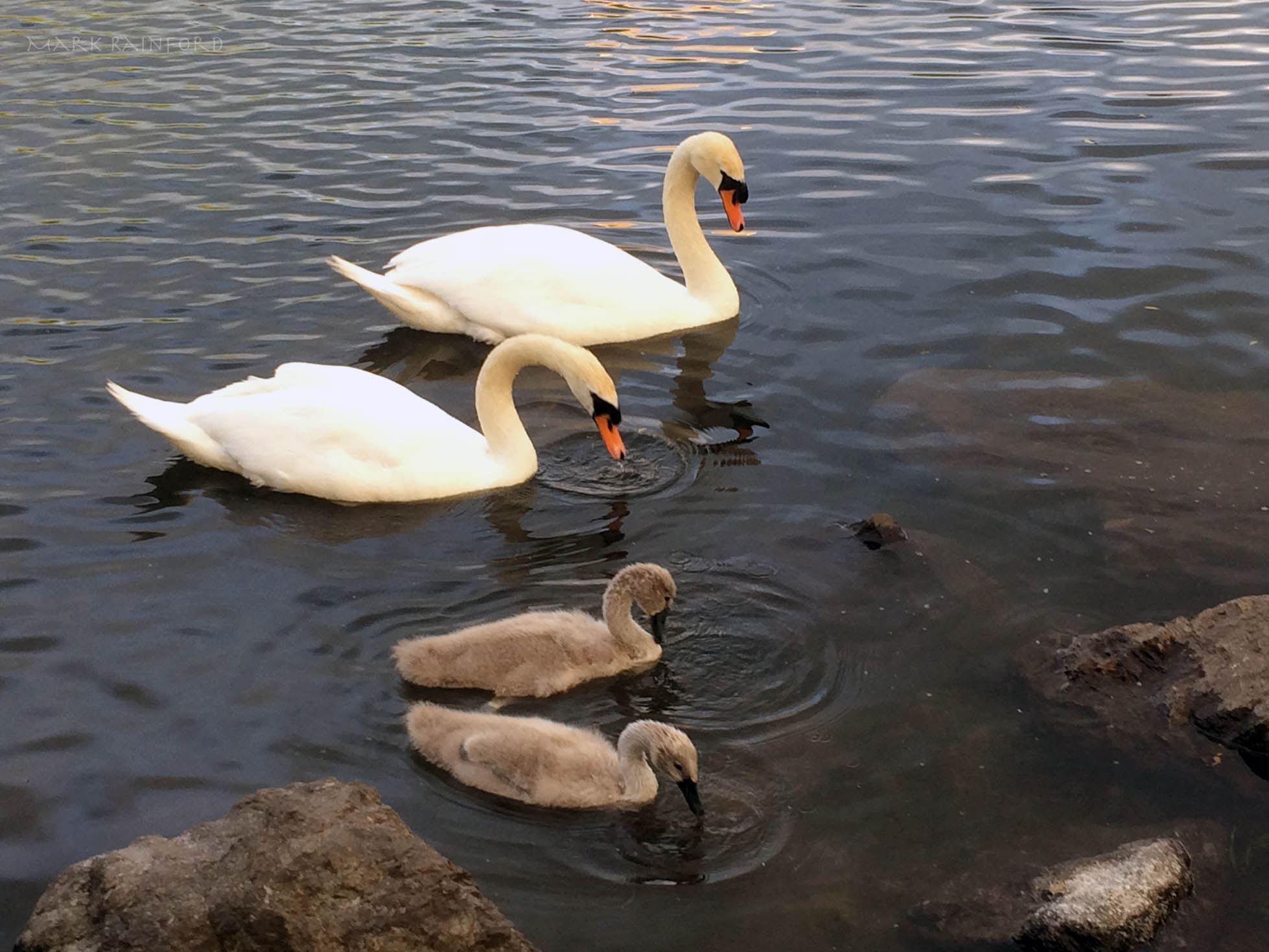 Figgate Park - Wildlife, Swans