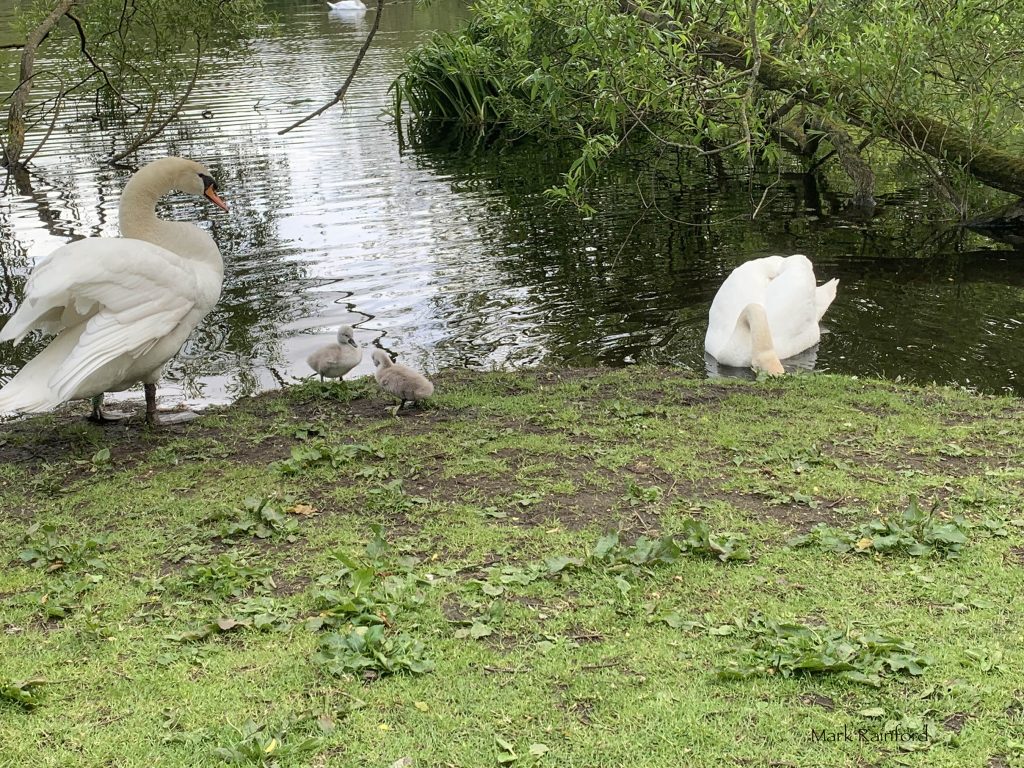 Swans Cygnets in Figgate Park